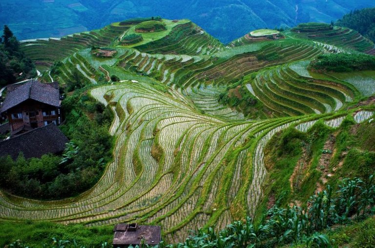 Rice terrace fields of Longsheng, China.jpg