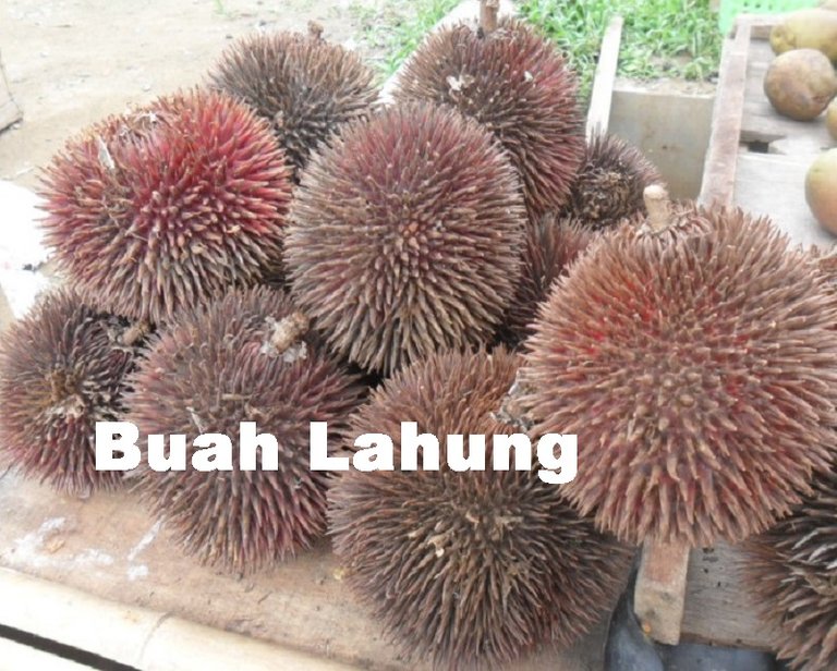 Buah-Lahung.jpg