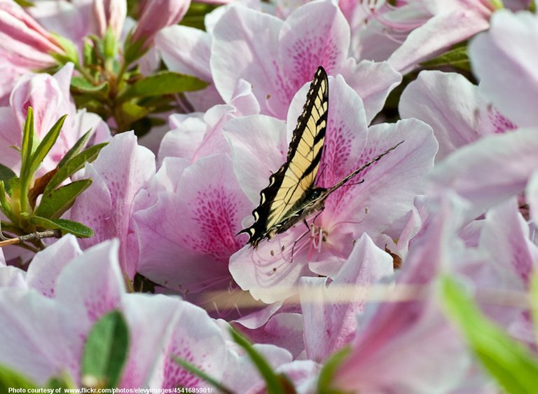 ButterflyOnPinkFlowers-001-041118.jpg