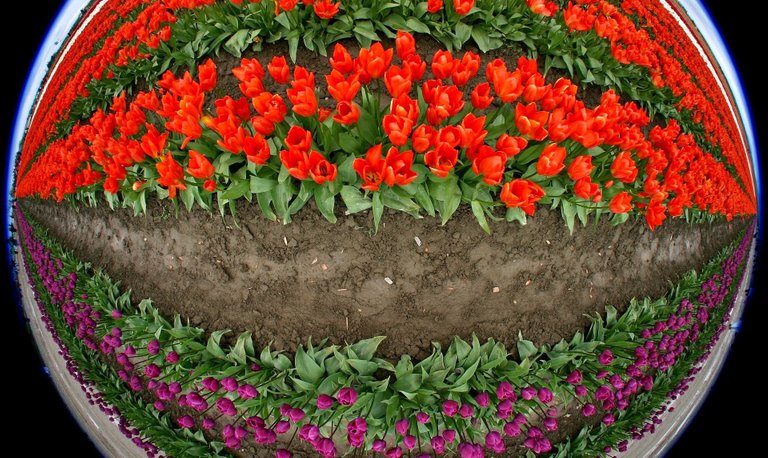 tulips-175596_1920.jpg