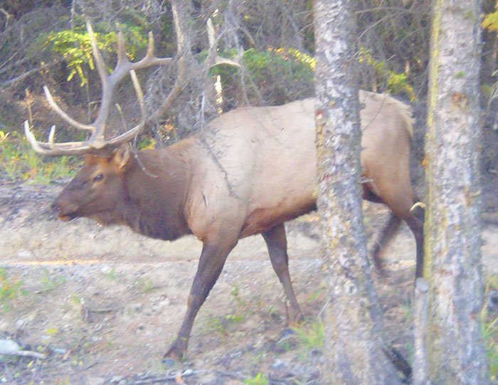 elk3.jpg