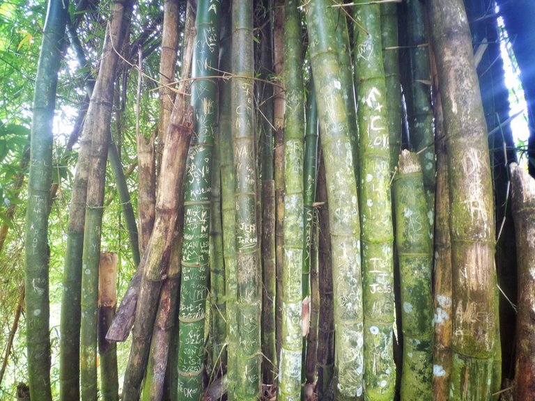 graffiti-bamboo.jpg