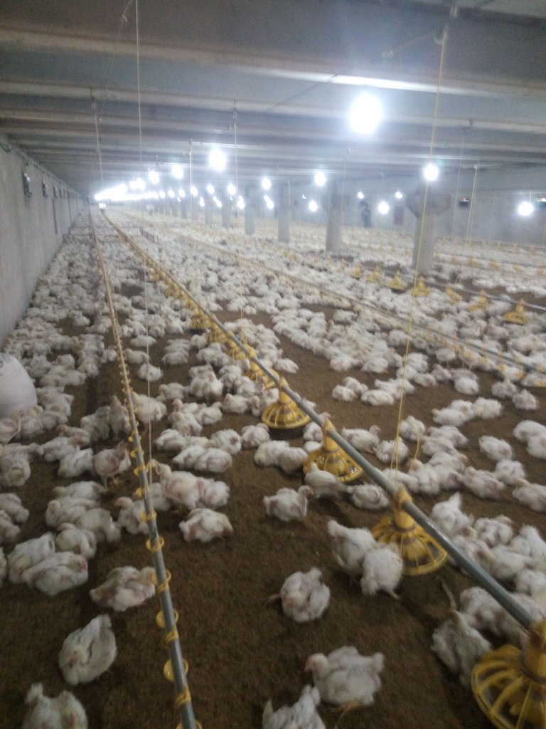 poultry control shed 2.jpg