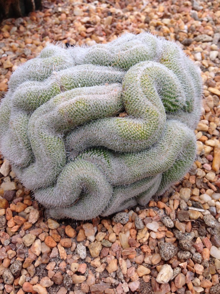 brain-like cactus.JPG