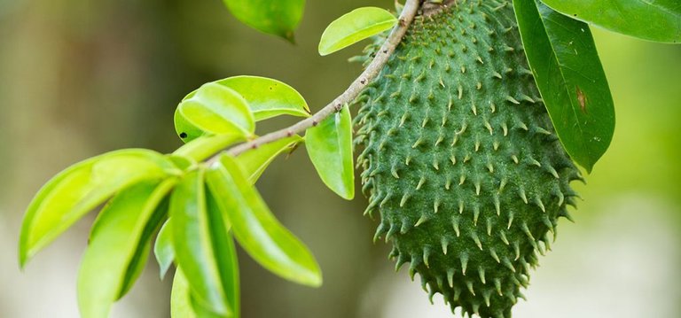 16-Amazing-Benefits-Of-Soursop-For-Skin-Hair-And-Health-1024x478.jpg