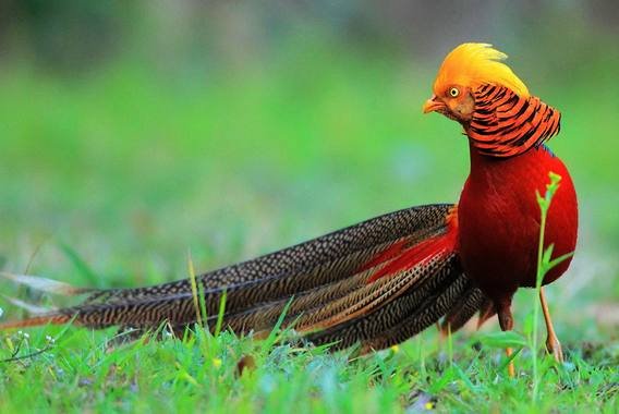 Golden-Pheasant.jpg