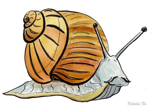 brownsnail.jpg