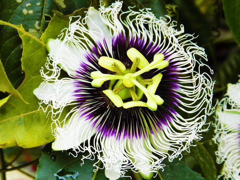 passion-fruit-1891932_960_720.jpg