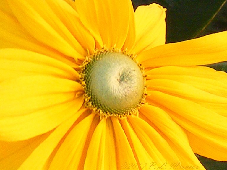 macro marguerite daisy.jpg