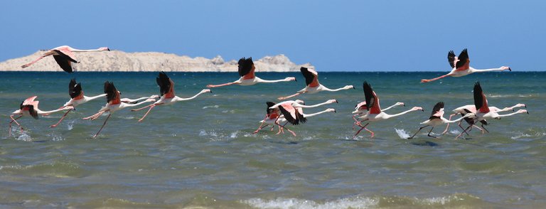 dakhla_flamingos.jpg