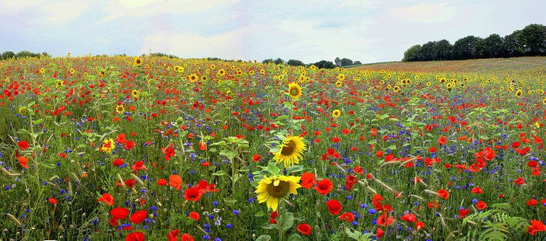 1280px-Bloemenpanorama_Maurice_van_Bruggen.jpg