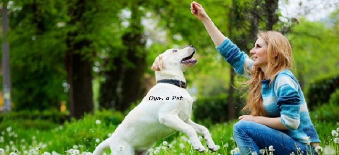 Pet.png