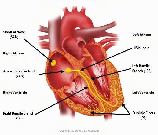 cardiac conduction system.jpg