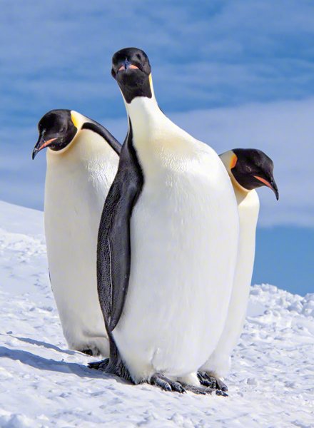 IMG_0016-Emperor-penguin-2-600px-digimarc.jpg