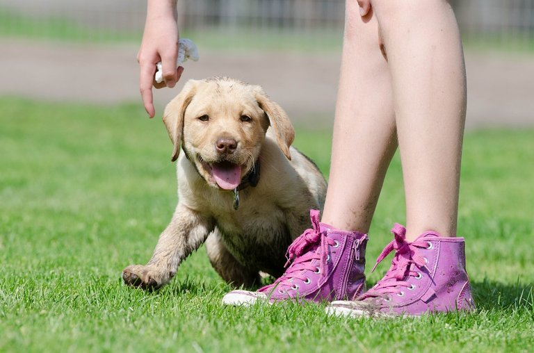 labrador-puppy-672781_1280.jpg