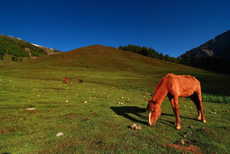 kashmir horse.jpg