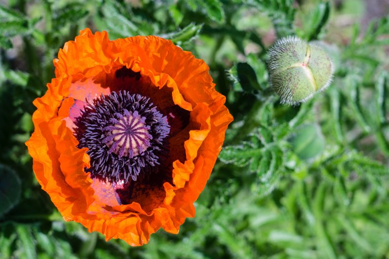 A6000-04-04-2017-01374woensdag.jpg