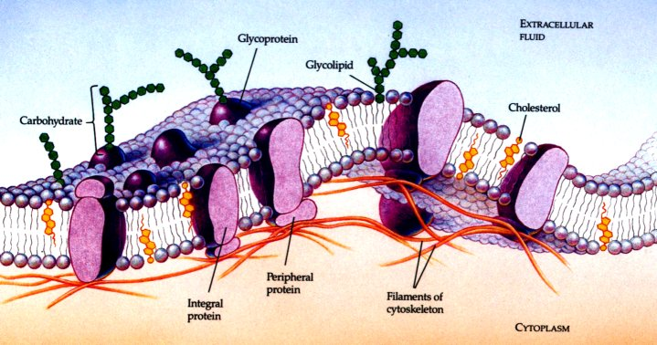 membrane_1.png