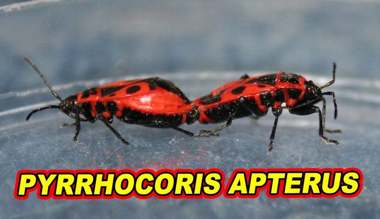 Pyrrhocoris apterus - KOWAL BEZSKRZYDŁY.jpg