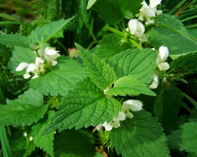 nettle-965854_640.jpg