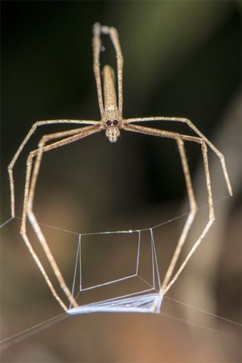 cs_71020N_Spiders_Ogre-350px.jpg