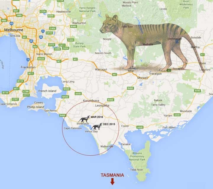 Tas-Tiger-Sighting-Map.jpg