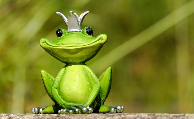 frog-2240764_1920.jpg