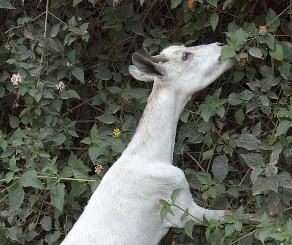 573px-Ethiopian_Goat_(2144240745).jpg