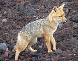 lobo de paramo.jpg