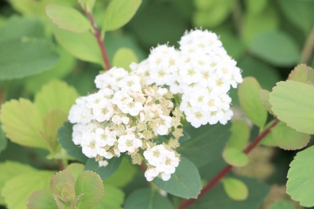 spiraea-n1-630x420.jpg