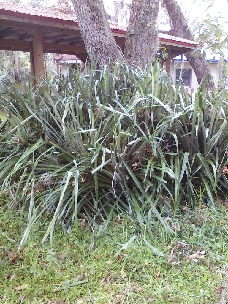 ornamental pineapples.jpg