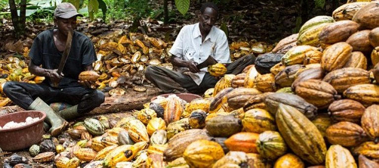 Cocoa-Will-Farmers-Smile-This-Season.jpg