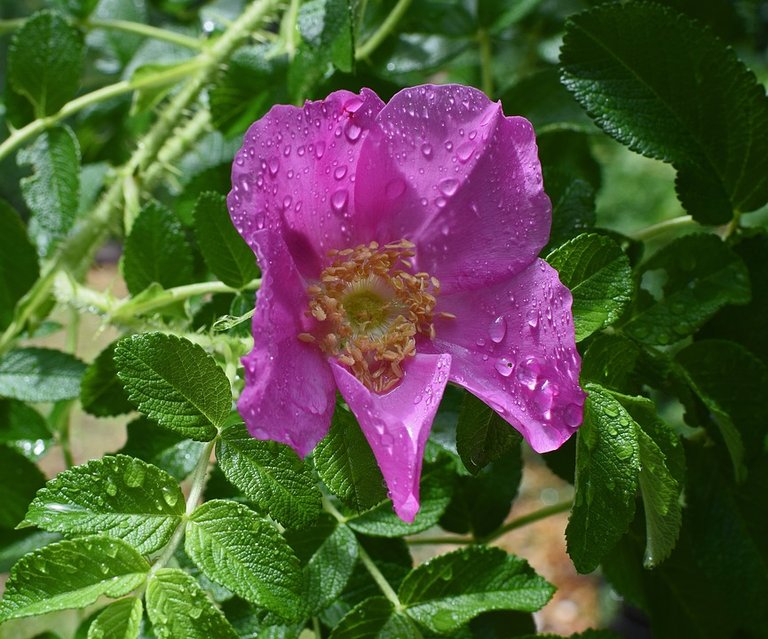 hot-pink-rugosa-.jpg