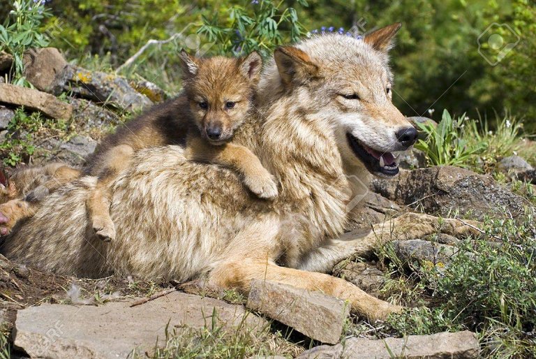 7190635-wolf-cubs-and-mother-at-den-site.jpg