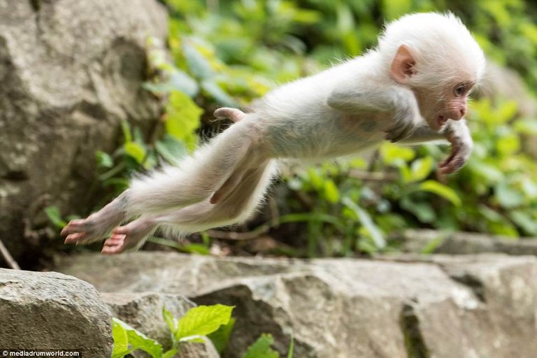 Pure White Monkey baby put on an adventurous and surprisly human-like performance with his mother and siblings at Jigokudani Monkey Park from Tokyo, Japan.jpg