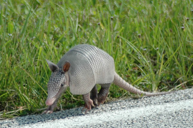 Armadillo_at_Kennedy_Space_Center_(KSC-07PD-2276).jpg