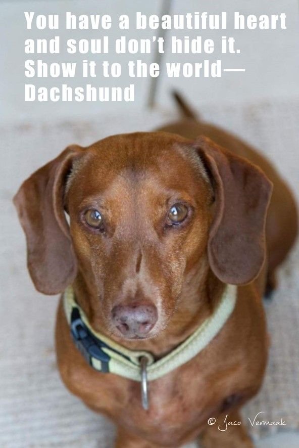 Inspirational Messages from the Dachshund.jpg