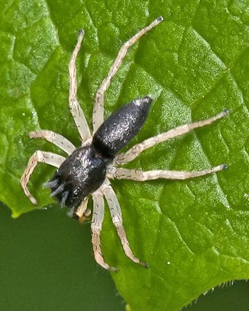 Tiger Beetle & Spider 020_filtered copy.jpg