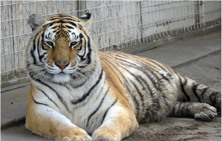 tiger.png