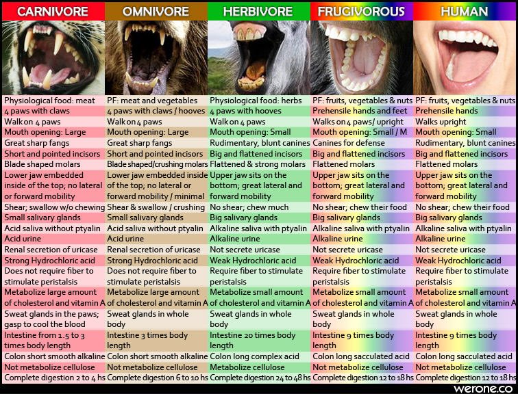 05_Humans_Are_Frugivores_750.jpg