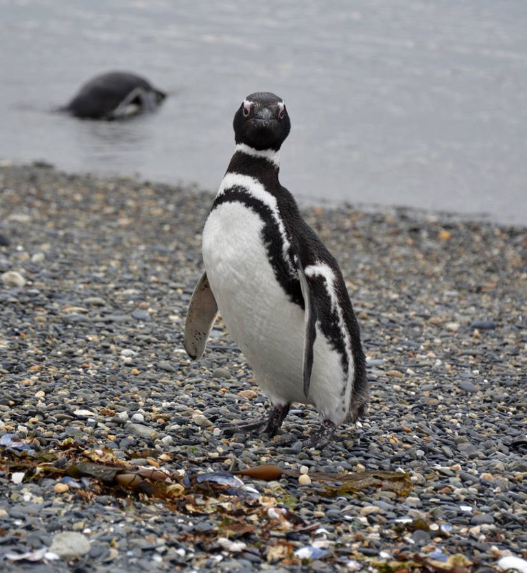 magellanic_penguin_isla_martillo.jpg