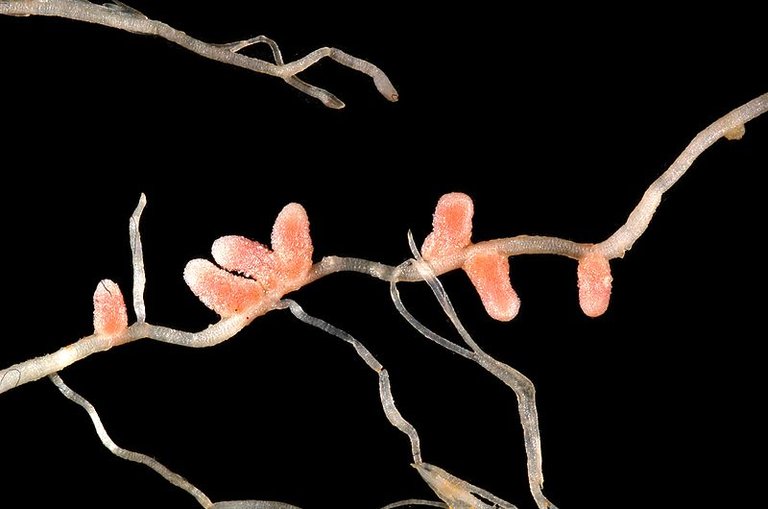 800px-Medicago_italica_root_nodules_2.JPG