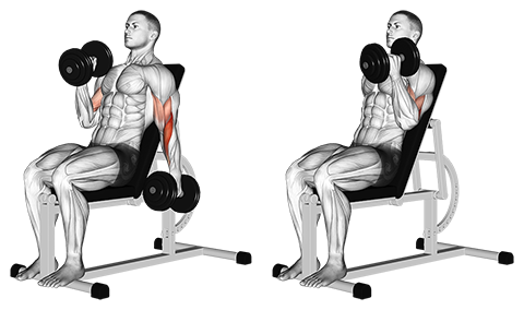 Seated+Alternate+Incline+Dumbbell+Biceps+Hammer+Curl.png