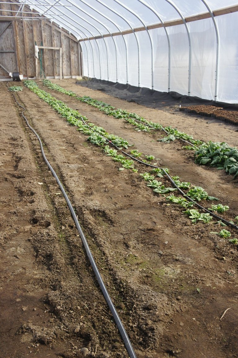 SFeventmarchgreenhouse.jpg