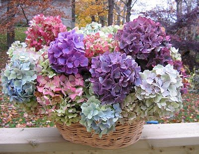 hydrangeas1 r.jpg