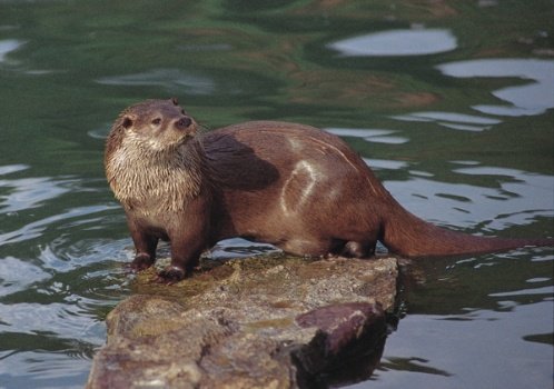 nutria.jpg_682289088.jpg