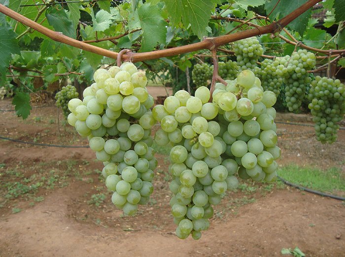 grapes6.jpg