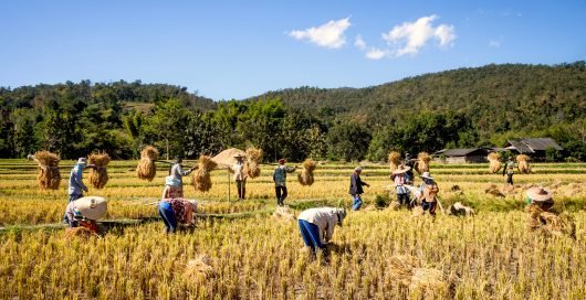 Growth_Plan_Aids_Farmers_in_Asia-2-530x272.jpg