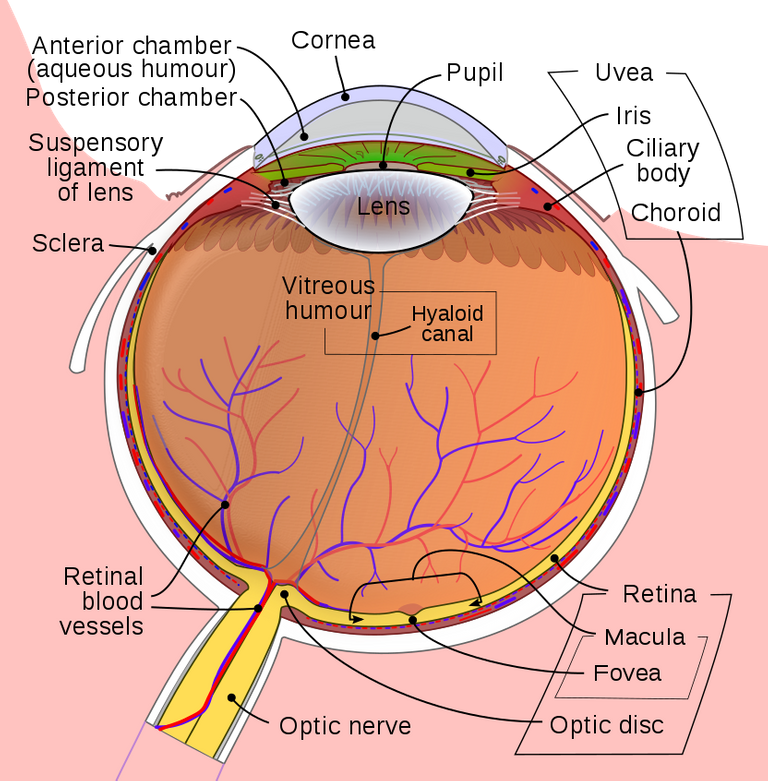 832px-Schematic_diagram_of_the_human_eye_en.svg.png