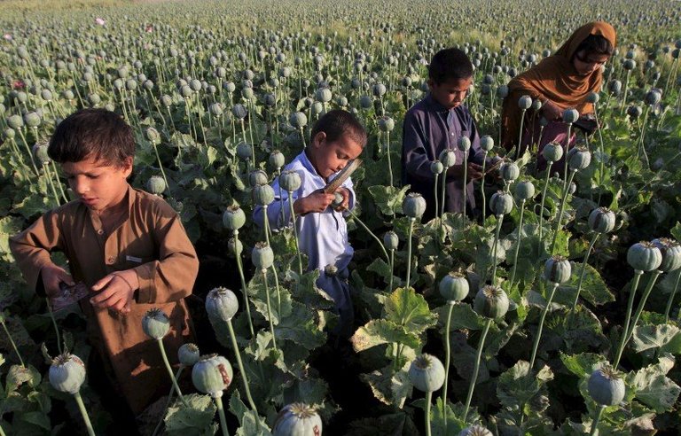 families-in-the-fields-as-annual-afghan-poppy-harvest-begins-2016-4.jpg